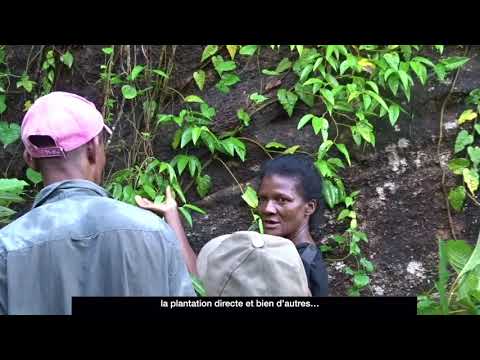Formation à la culture du poivre sauvage Voatsiperifery à Madagascar