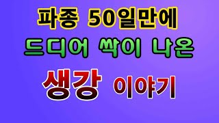 [텃밭농부. 1,079]  생강 파종 후 긴 기다림 끝에 새싹을 보내요. #생강재배