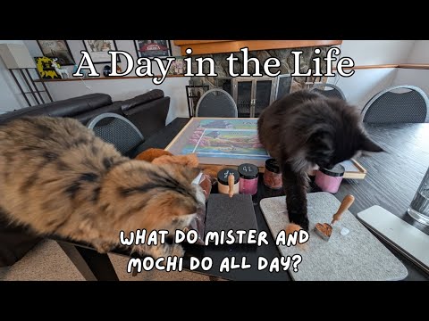 A Day in the Life | Norwegian Forest Cat and Siberian Cat