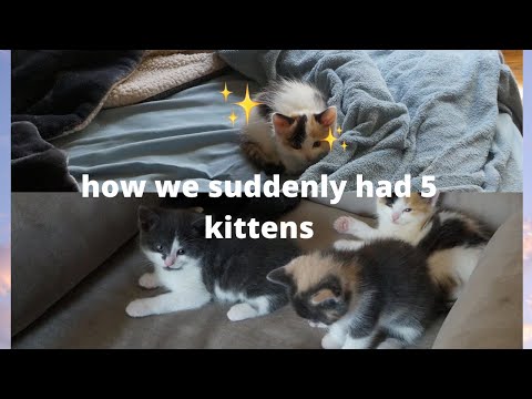 we didn't know our cat was pregnant until she gave birth on our bed (storytime)