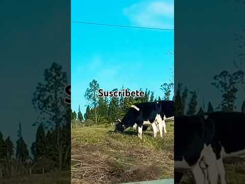 Nature. Naturaleza 💚 Campo🌿🌳🌴🌲La Montañesa, Canelones, Uruguay 🇺🇾