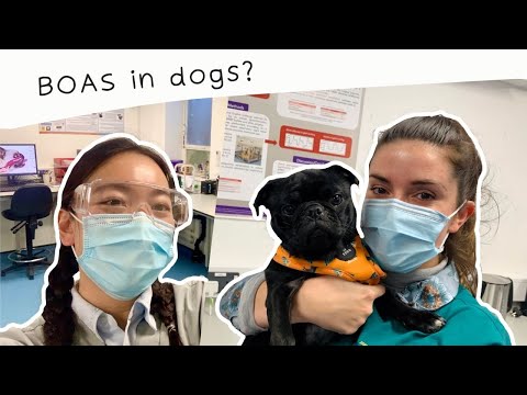 How to assess your dog for brachycephalic obstructive airway syndrome (BOAS)?