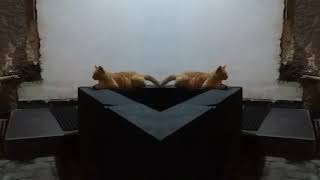 Download lagu Story Wa | Andaikan Malam yang sepi dapat bicara #viral mp3