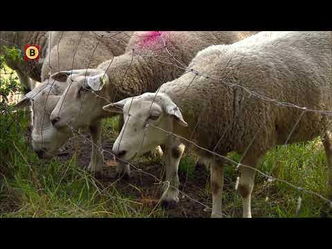 , title : 'Boer Toon (85) in tranen na diefstal 12 schapen'