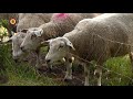 Boer Toon (85) in tranen na diefstal 12 schapen
