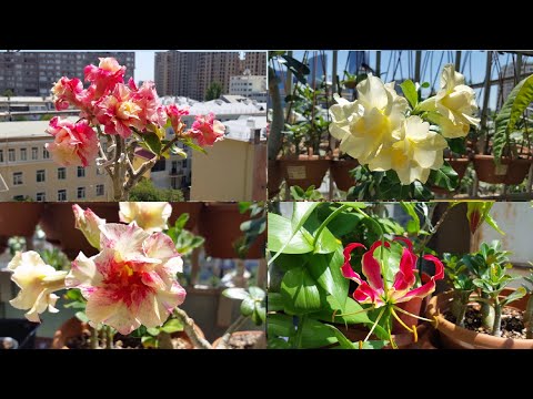 По просьбам ТЕЛЕЗРИТЕЛЕЙ :) Кому на балконе жить хорошо!