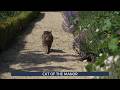 Horatio The Cat Who Jumped Off A Boat To Find His Forever Family At The Manor UK 27 May 2026