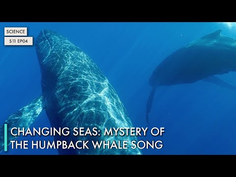 Changing Seas: Mystery of the Humpback Whale Song