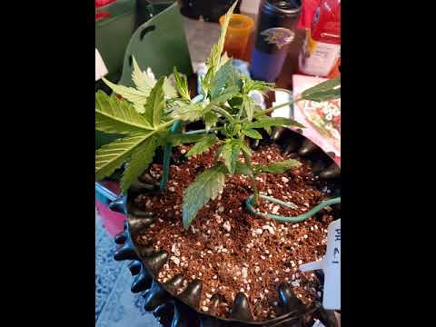 sour kush seed to finish. DMX tribute