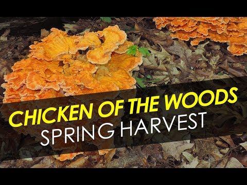 download lagu mp3 mp4 Chicken Of The Woods Spring, download lagu Chicken Of The Woods Spring gratis, unduh video klip Chicken Of The Woods Spring