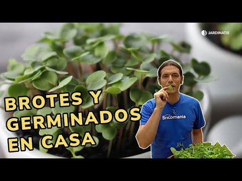 , title : 'Brotes y germinados en casa //Cómo cultivarlos con Jardinatis'
