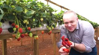 Agricultor produz morangos o ano todo na região de Toledo