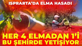 Her Dört Elmadan Biri Isparta’dan! 2025 Elma Hasadı Başladı