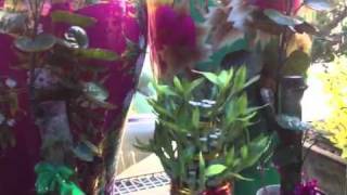 Chinese lunar new year good luck