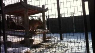 Sam Roberts - Lions Of The Kalahari