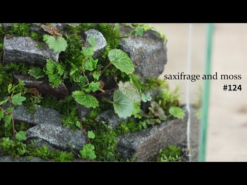 秋のユキノシタ、オクトースル 植物