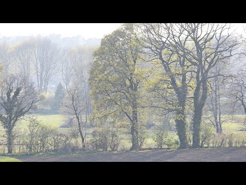 Early spring meditation with JP Rameau - Les Tendres Plaintes