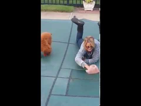 Puppy poop on pool cover1