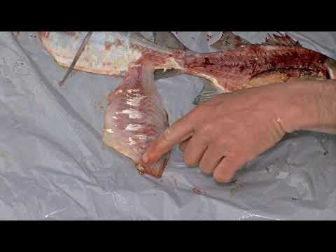 How to: Fillet a White Bass