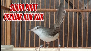 Download lagu suara pikat prenjak klik klik, pasti poin prenjak klik klik prospek gampang gacor mp3