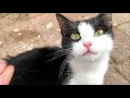 Beautiful Tuxedo Cat Running To Me When I Say The Magical Word