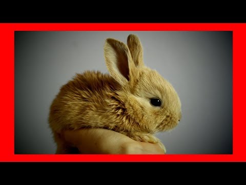 Relaxing music for rabbits & bunnies (5 Hours) █ soothing calming rabbit music for pets & animals