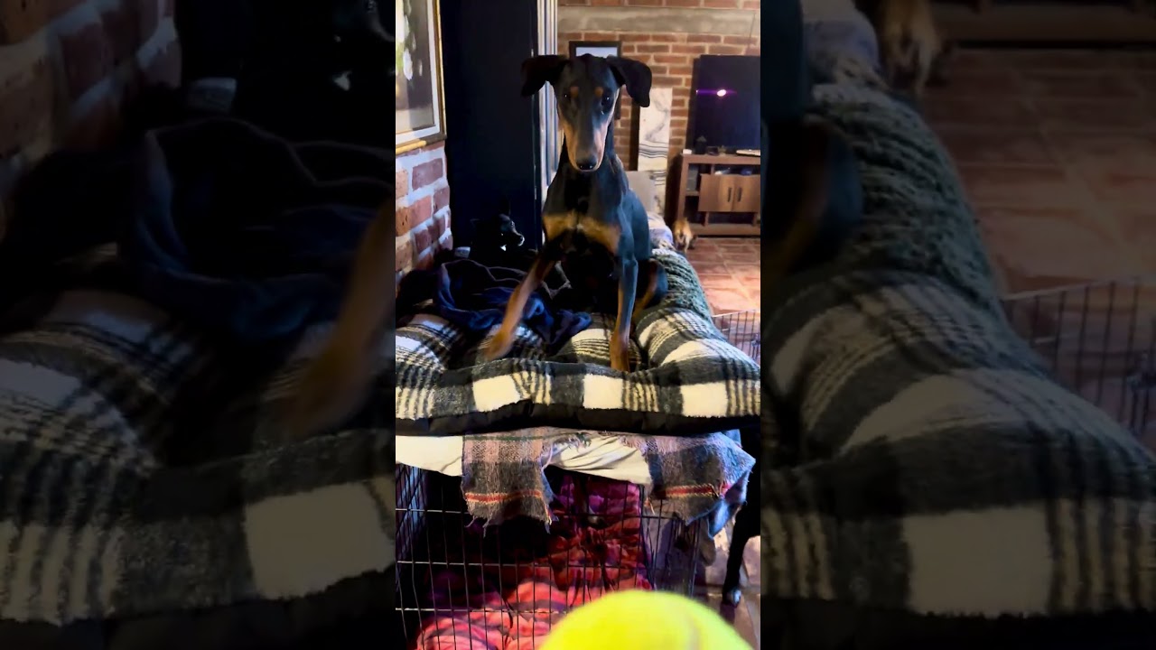 Enlarge Victoria, a Adoptable Doberman Pinscher in Encino, CA video 6/6