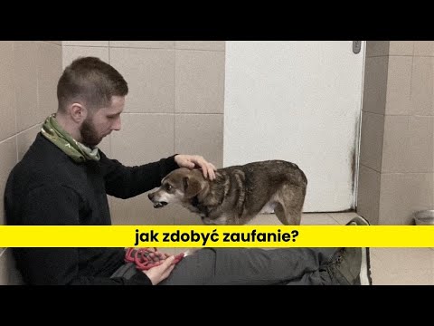 Jak zdobyć zaufanie psa, dzięki pomocnikowi?