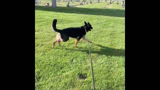 Video preview image #1 German Shepherd Dog Puppy For Sale in Emmett, ID, USA