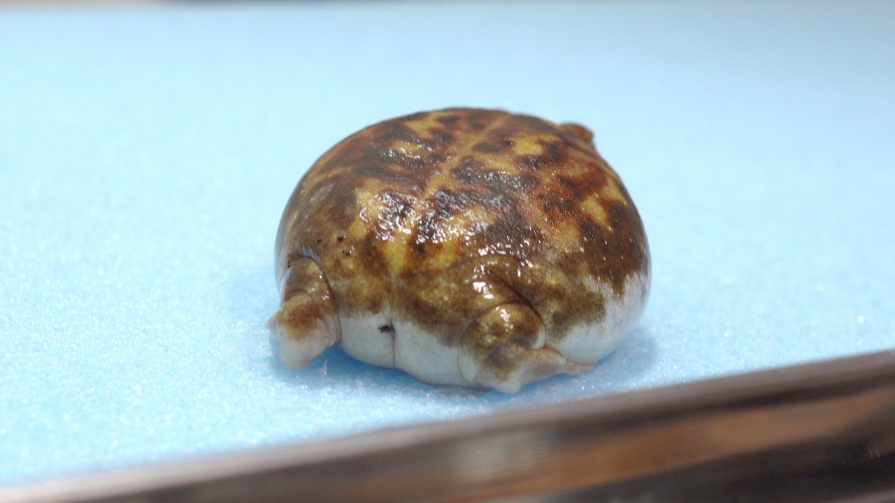 You'll fall in love with this Rain frog that looks like a new dessert! 🥰