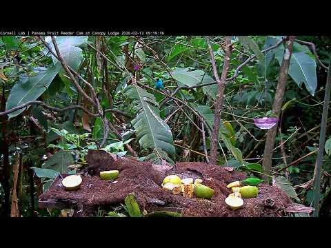 Active Morning And A Pair Of Green Honeycreepers On The Panama Fruit Feeder - Feb 13, 2020