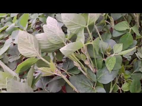 🇧🇷plantio de soja Paraná Palotina 