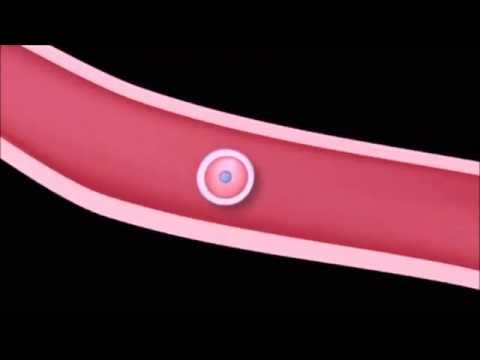 Human Reproductive  System Part 4 Ovulation, Fertilization, Implantation