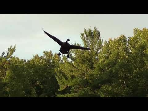Canada Goose Landing HQ HD