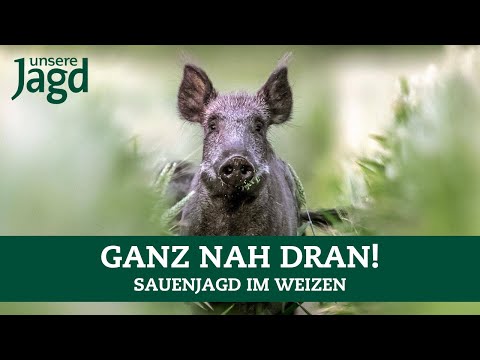 Boar hunting up close in the wheat 🌾 We were so close to the defensive wild boar 🐗