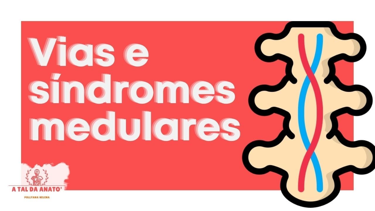 Porque é importante saber VIAS MEDULARES? [Síndromes Medulares]