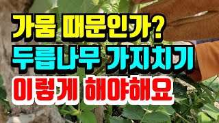 두릅수확후 가지치기하는 방법, 내년에 굵은 맛있는 두릅 수확하려면 이렇게 전지하세요.