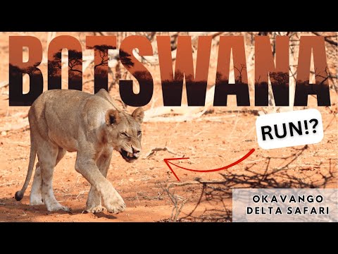 WE RAN FROM LIONS! | Epic Camping & Overlanding Adventure in Botswana’s Okavango Delta