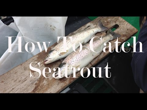 Traditional River Ythan Seatrout Rig & how to tie it.