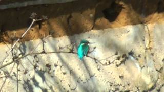 UK Wildlife, Kingfisher at RSPB Rye Meads - April 2013