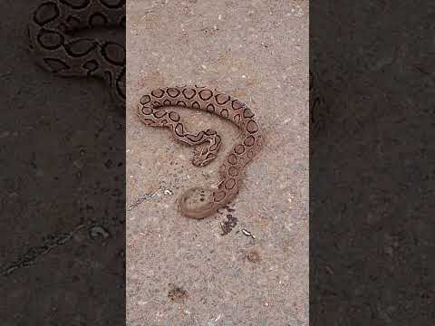 RUSSELL VIPER IN DANGER MODE