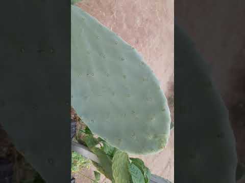 My prickly pear cactus