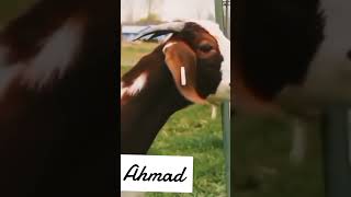 Download lagu tag tha ahmed name people 😂😂😂😂😂#funny #ahmed #bakra #viral #shorts mp3 Download lagu tag tha ahmed name people 😂😂😂😂😂#funny #ahmed #bakra #viral #shorts mp3