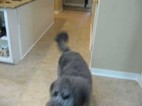 Sailor dog catching ball