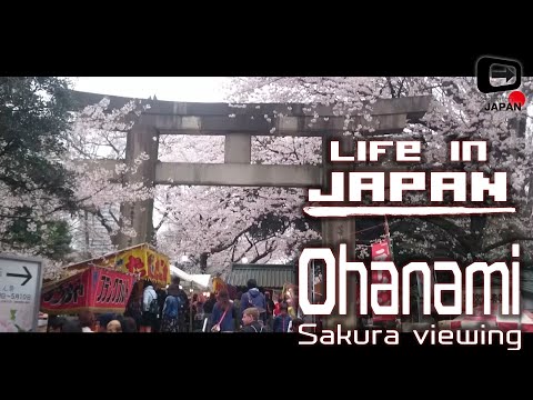 Life in Japan | Scenery of Ohanami In Ueno Park | 上野公園・お花見