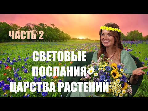 СЕКРЕТЫ РАСТЕНИЙ.  АНЖЕЛИКА ЧАСТЬ 2