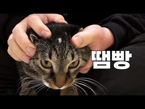 시루에게 탈모가 생겼습니다...