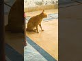 The Orange Cute Cat Saying Meow Meow YouTube Short Video