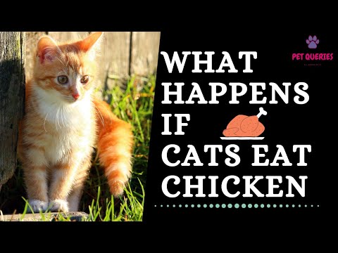 What happpens if Cats eat chicken? | Can cats eat chicken Bones? | Can Cats eat chicken legs? |