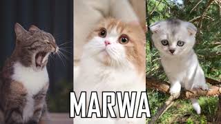 Joyeux Anniversaire Marwa الموقع الإلكتروني الأكثر شهرة لمشاركة مقاطع الفيديو الموسيقية
